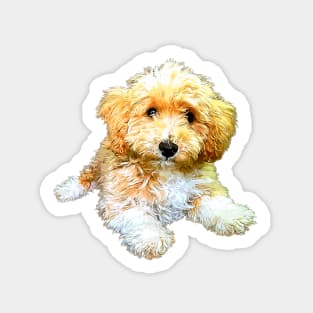 Golden doodle labradoodle cavoodle cavapoo poodle mix Sticker
